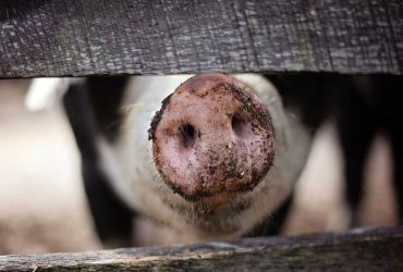 Greenpork